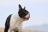 BOSTON TERRIER 422